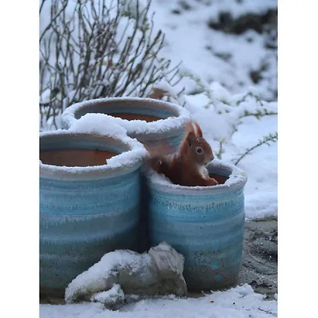 Seerose * 巴德茨维什安