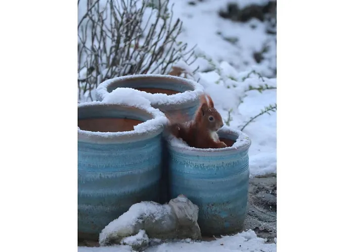 Seerose * Bad Zwischenahn